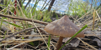 В субботу в Заполярье до +19° - SeverPost.ru