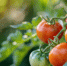 555289 - News102.Ru