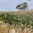 uh0kbj71dlfpm2ul580g57kaozifk1il.jpg - Primorye24.Ru