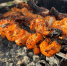 Майонез с минералкой не в моде - маринад для шашлыка по советскому ГОСТу: мясо тает, сок течет по рукам - Progorod58.Ru