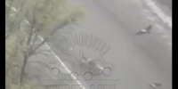 В Мурманске вороны гоняли лису [видео] - SeverPost.ru