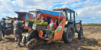 Весенняя посадка леса завершена. Алтайский край снова перевыполнил план - Минприроды Алтайского края