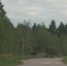 В Псковском округе лоси вышли к объездной дороге - Pln-Pskov.Ru