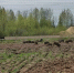 Кабаны в Афанасьевском районе громят могилы и огороды - Город Киров