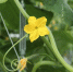 Шатурское КФХ получило по льготной программе 10 га земли для тепличных овощей - MosRegToday.Ru