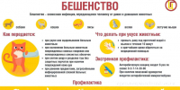 О мерах профилактики бешенства. - Валуйский городской округ