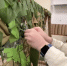 Видео: как в Петербурге школьница Белла помогает плести маскировочные сети - Петербургский дневник