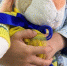 img - ЛДПР