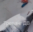 Четырехчасовой бой с акулами приняли рыбаки: опасные хищницы пришли за тунцом в Приморье - ГТРК Владивосток