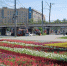 Цветы на площади более 3 тысяч кв метров высадят в Сормовском районе Нижнего Новгорода в начале лета - Администрация г. Нижний Новгород