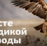 Старт всероссийского проекта «Вместе для дикой природы» пройдет 5 июня в День эколога - Минприроды Алтайского края