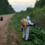 В комитете по АПК Ленинградской области обсудили координацию борьбы с борщевиком - Комитет по АПК