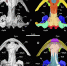 Модель черепа древней саламандры. Взято из Zoological Journal of the Linnean Society - СПбГУ