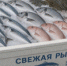 Россельхознадзор ограничит ввоз рыбы из Армении - Свойкировский.рф