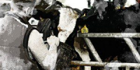 Экспорт животноводческой продукции из Орловской области вырос втрое - OrelTimes.Ru