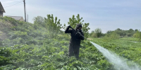 В Кунгурском округе продолжается обработка от борщевика Сосновского - Кунгурский муниципальный округ