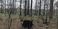 Последствия пожара в Атамановке пресс-служба Минлеса - ChitaMedia
