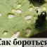 Крестоцветная блошка: способы борьбы с вредителем - Калтасинский район