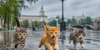 Идеальная погода, чтобы сидеть дома, ожидается в Воронеже - Bloknot-Voronezh.Ru