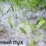 Июньский "снег" выпал в Тюмени - ГТРК Регион-Тюмень