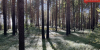 В лесах двух районов Коми повысился риск возникновения лесных пожаров - Bnkomi.Ru