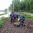 В Великих Луках решили отказаться от высадки роз на городские клумбы - Pln-Pskov.Ru