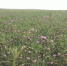 Расторопшу для экспорта посеяли в Забайкалье на 370 га Минсельхоза Забайкалья - ChitaMedia