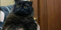 Чёрная кошка, два спасателя и топор: ночью в Орле провели необычную спецоперацию - OrelTimes.Ru