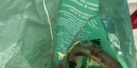 В Суздальском округе детей в детских садах кормили продуктами сомнительного качества - Телеканал Вариант