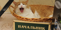 Осторожно, жара: ивановские ветврачи напомнили, как уберечь от перегрева животных - Известно.ру