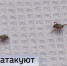 Более 8,5 тысяч жителей Тюменской области пострадали от укусов клещей - ГТРК Регион-Тюмень