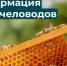 Информация для лиц, занимающихся пчеловодством, о функционировании «Портала пчеловода». - Краснояружский район