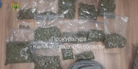 В Калининграде осуждён мужчина, вырастивший в теплице более 7,5 кг марихуаны для сбыта - KaliningradNews.Ru