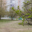 Более 226 тысяч екатеринбуржцев уже выбрали парк для благоустройства - Администрация г. Екатеринбург