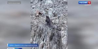 Косолапый альпинист - Вести Хакасия