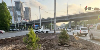 Сосны на Русской (3).jpg - Администрация г. Владивостока