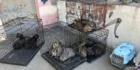 112 кошек спасли из «адской» квартиры в Ижевске - Сусанин