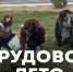 Трудовое лето - Телевидение Импульс