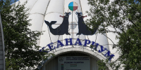 Уполномоченный по правам человека предлагает эвакуировать тюленей из Мурманского океанариума - SeverPost.ru