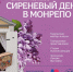 Выборг: суббота с ароматом сирени - Vbgcity.Ru