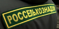 В Кузбассе специалисты Россельхознадзора отмечают важность превентивных мероприятий в сфере обеспечения качества и безопасности зерна - ИА Новости Кузбасса