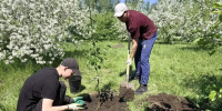 На красноярском острове Татышев высадили три с половиной десятка яблонь - Газета Красноярский рабочий