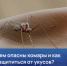 Чем опасны комары и как защититься от укусов - I-ola.Ru