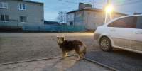 В Мичуринске суд взыскал 30 тысяч рублей за нападение бездомной собаки на 4-летнюю девочку - OnlineTambov.Ru