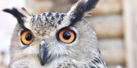 В Ульяновской области пересчитают гнёзда филинов для внесения их в кадастр - Комсомольская правда