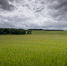 Ливни и град повредили больше 1,7 тыс. га сельхозкультур на Ставрополье - ATVmedia.Ru