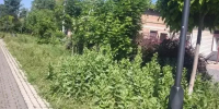 Фото к материалу: Жители Батайска пожаловались на заросшую аллею Панфилова - DonDay.Ru