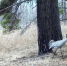 Фото: Саяно-Шушенский заповедник и НП Шушенский бор - НИА