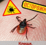 В Оренбуржье у 4 клещей обнаружили энцефалит - Time56.Ru