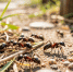 Как я избавился от садовых муравьев одним средством за 27 рублей - соседи смеются, а мой огород чистый уже 5 лет - Pro Город Ухта